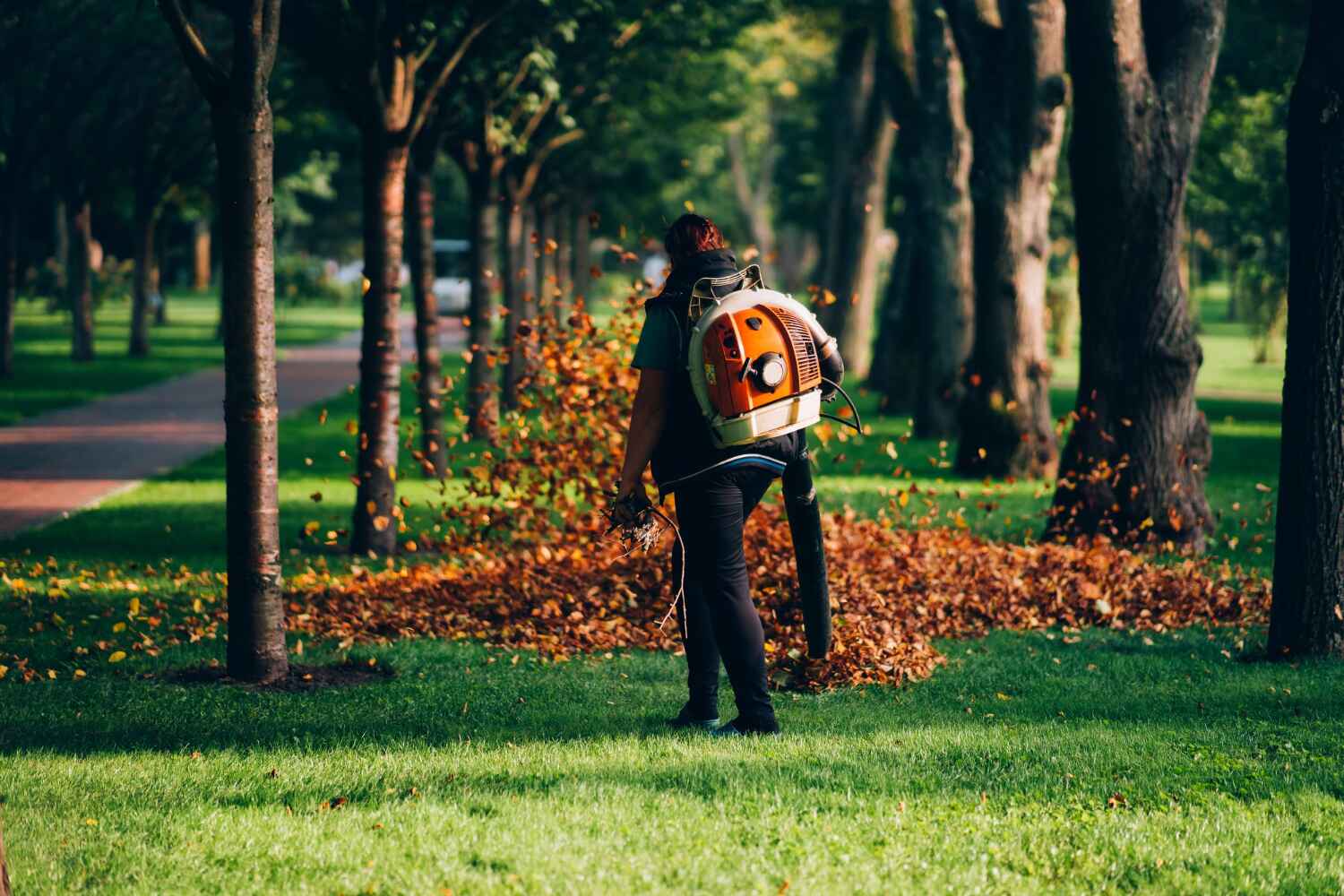 Best Local Tree Services  in Macon, MO